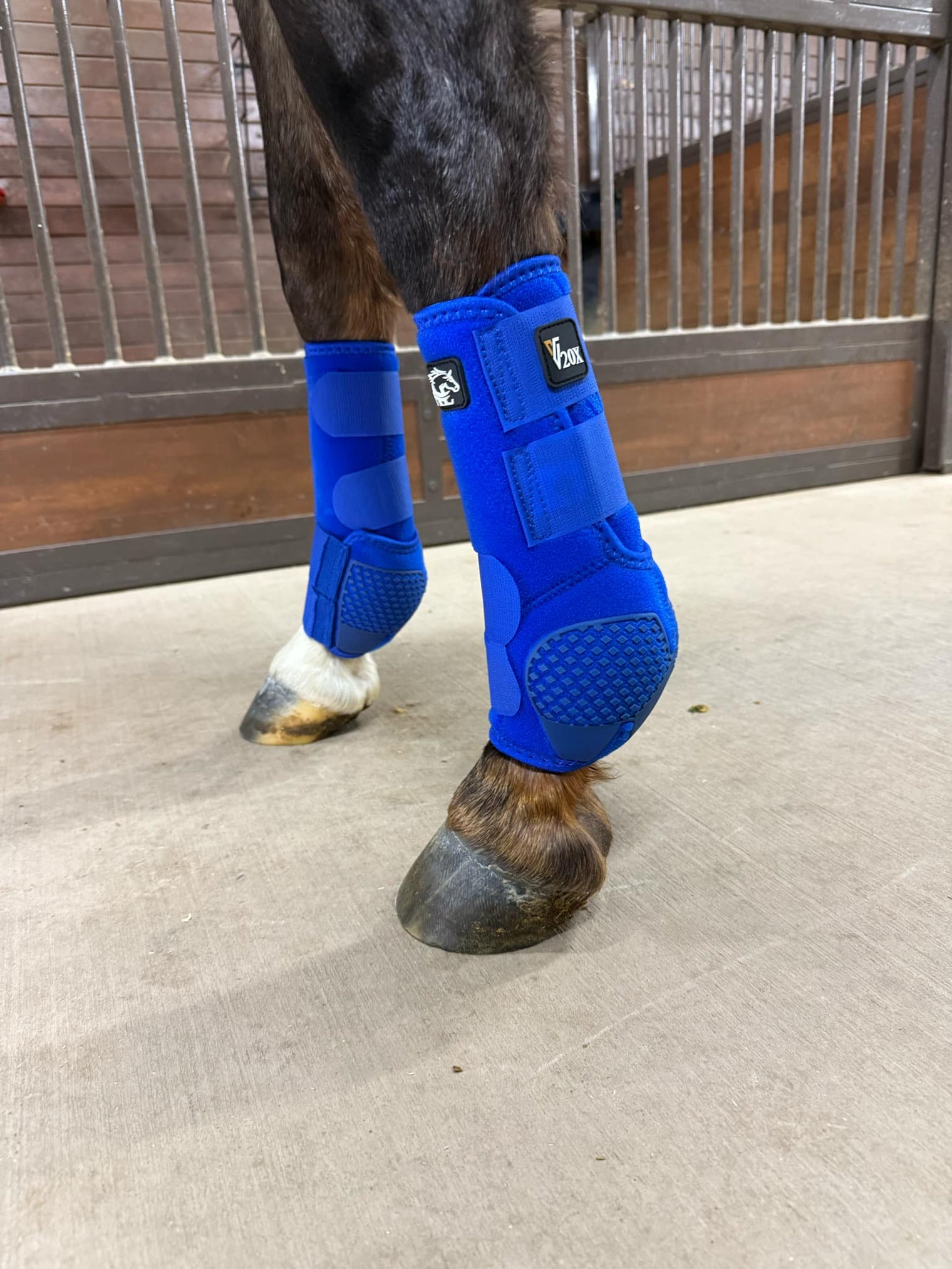Royal Blue V20x Sport Protective front boot in stable.