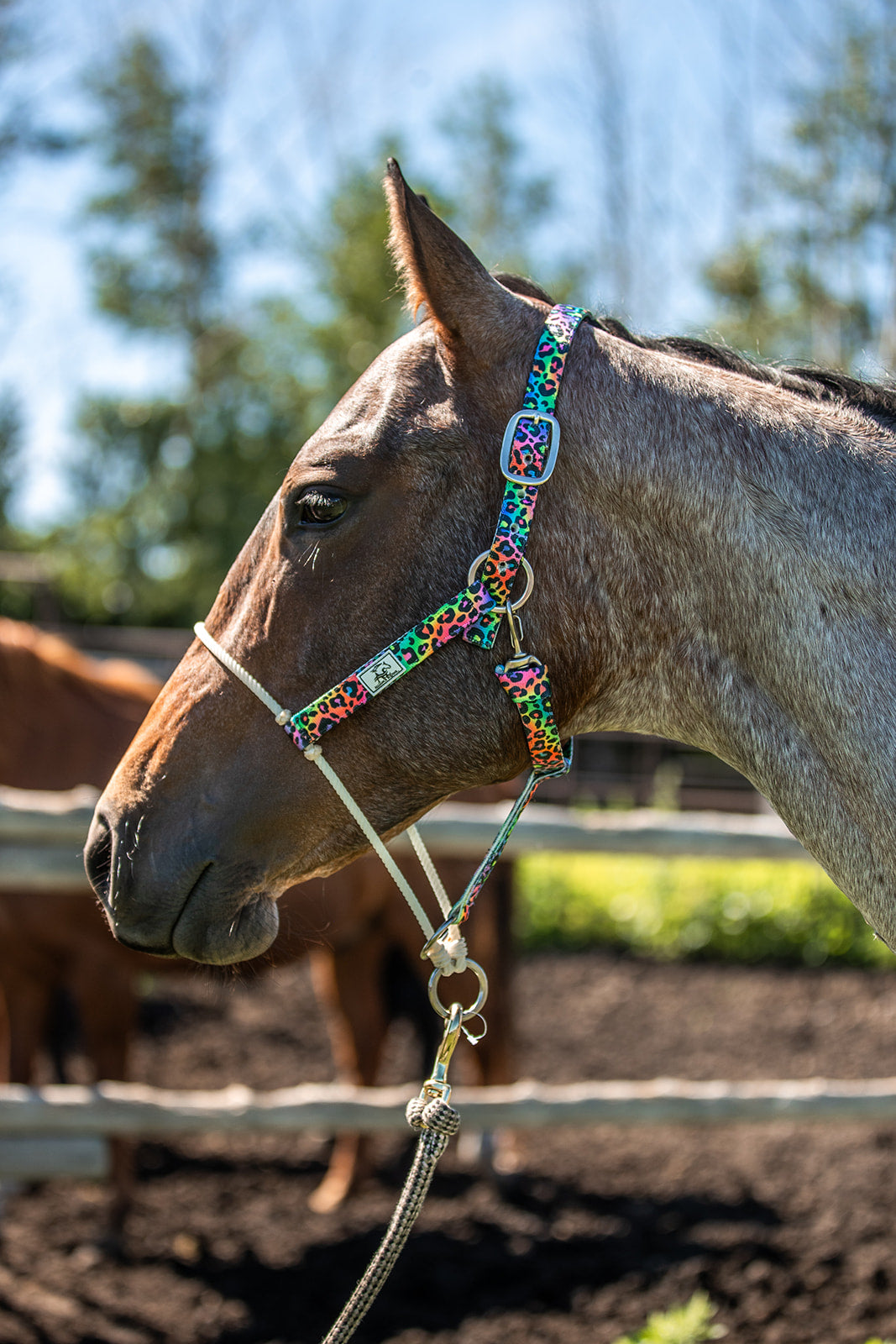 Rope Nose Nylon Halter