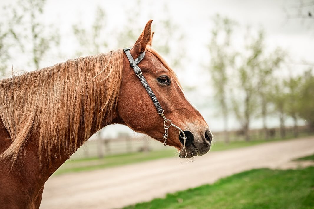 Horse wearing a grey quick change grey Allliance Equine headstall.