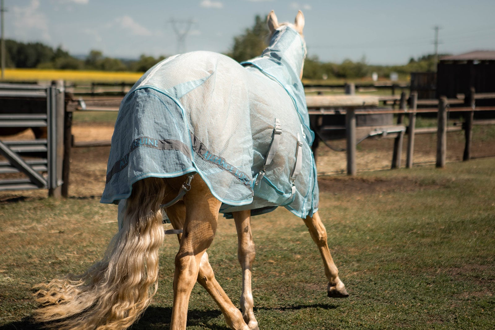 Buzz Off Fly Sheet