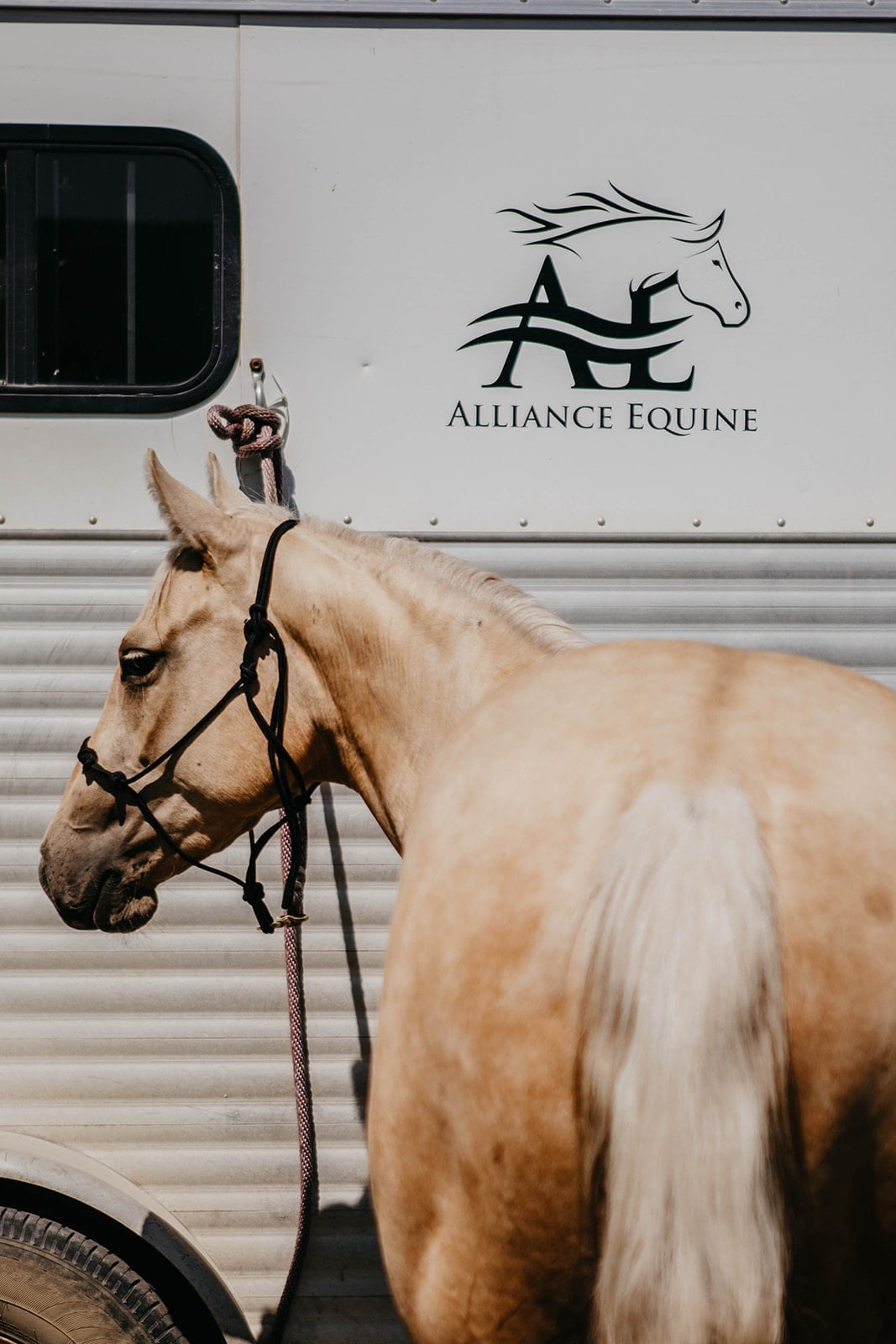 Alliance Equine Decal