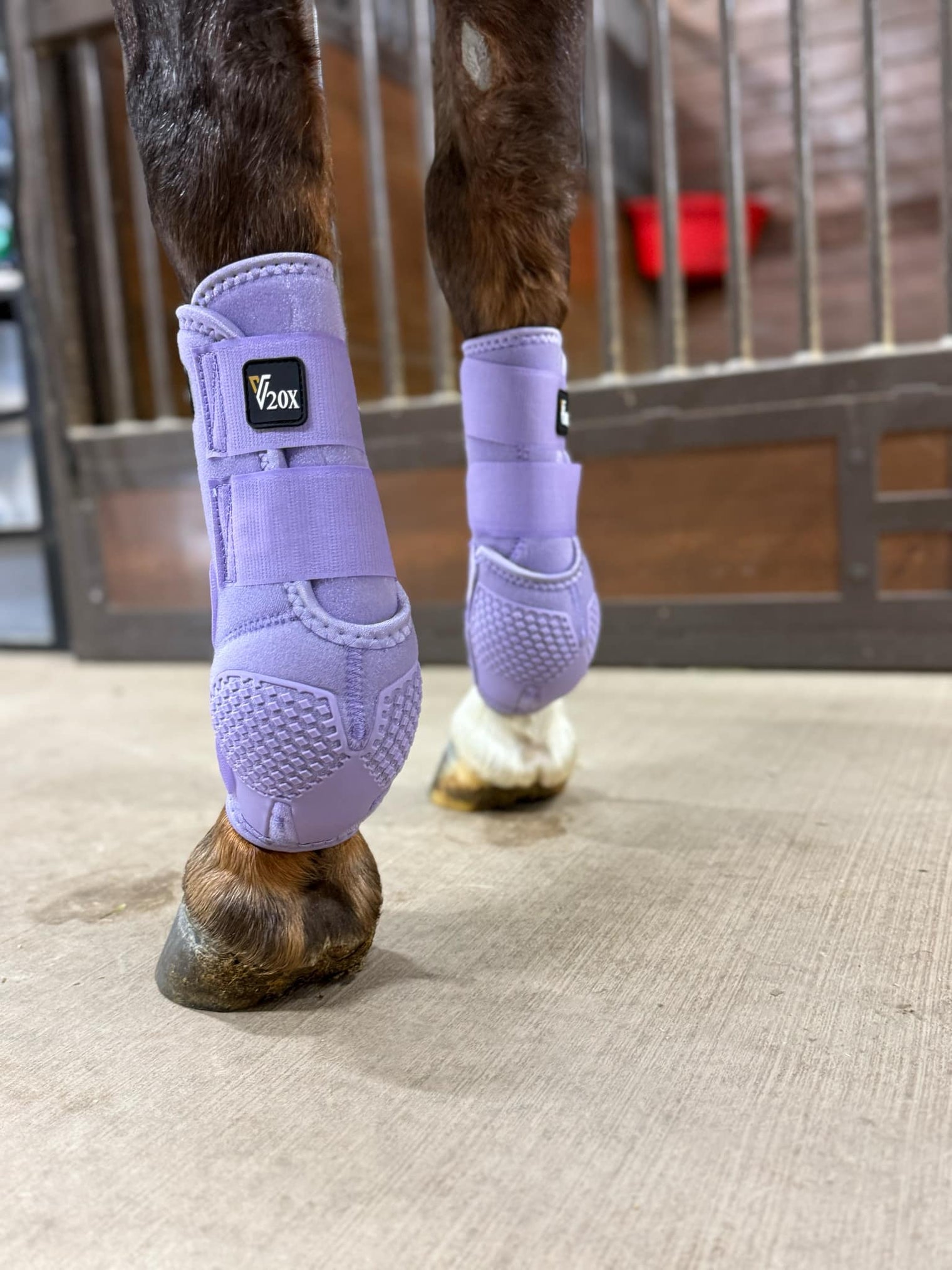 Lavender V20x Sport Protective front boot in stable.