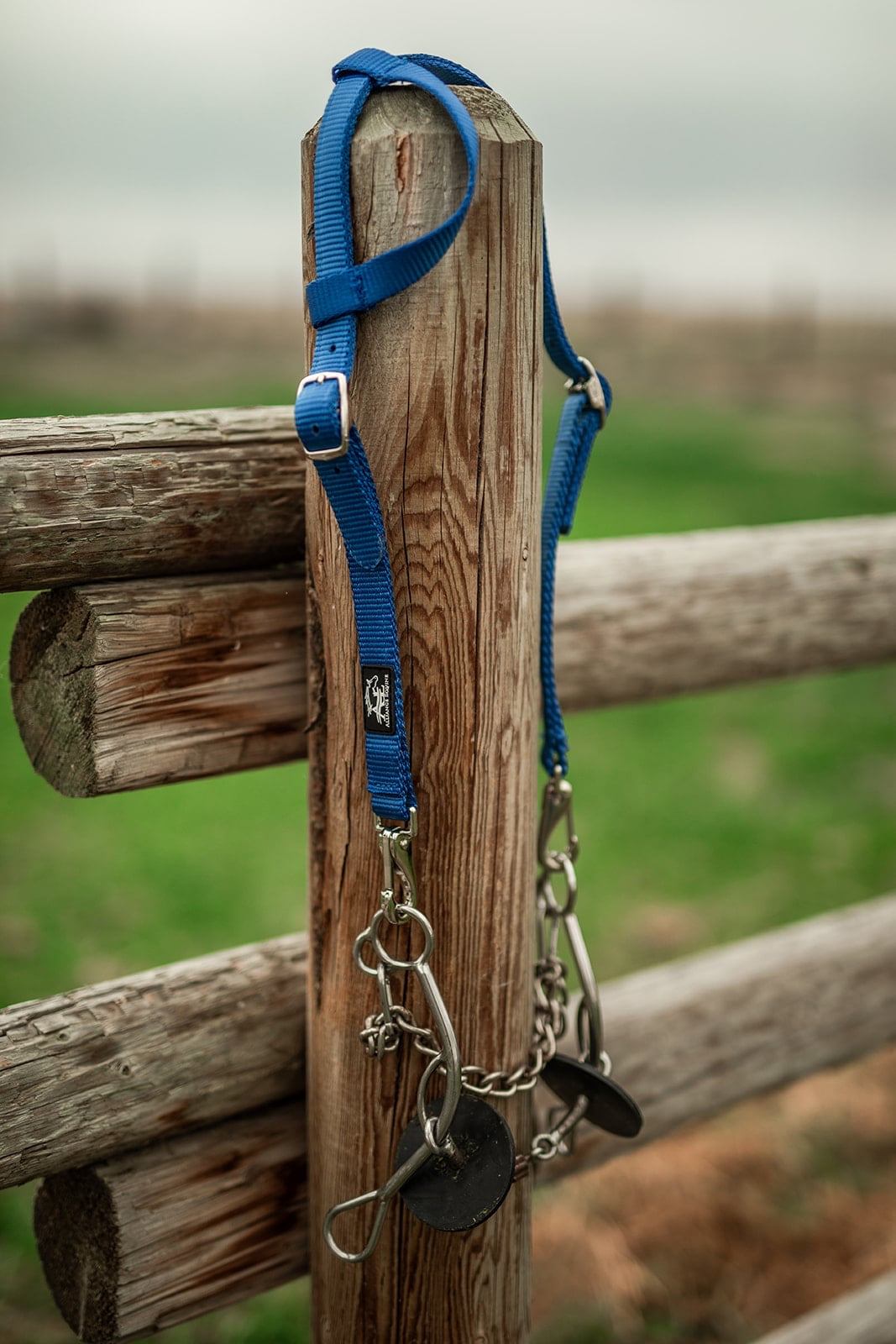 Royal Blue horse quick change bridle wearing bit.