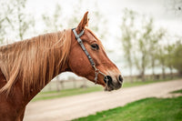 Horse wearing a grey quick change grey Allliance Equine headstall. 