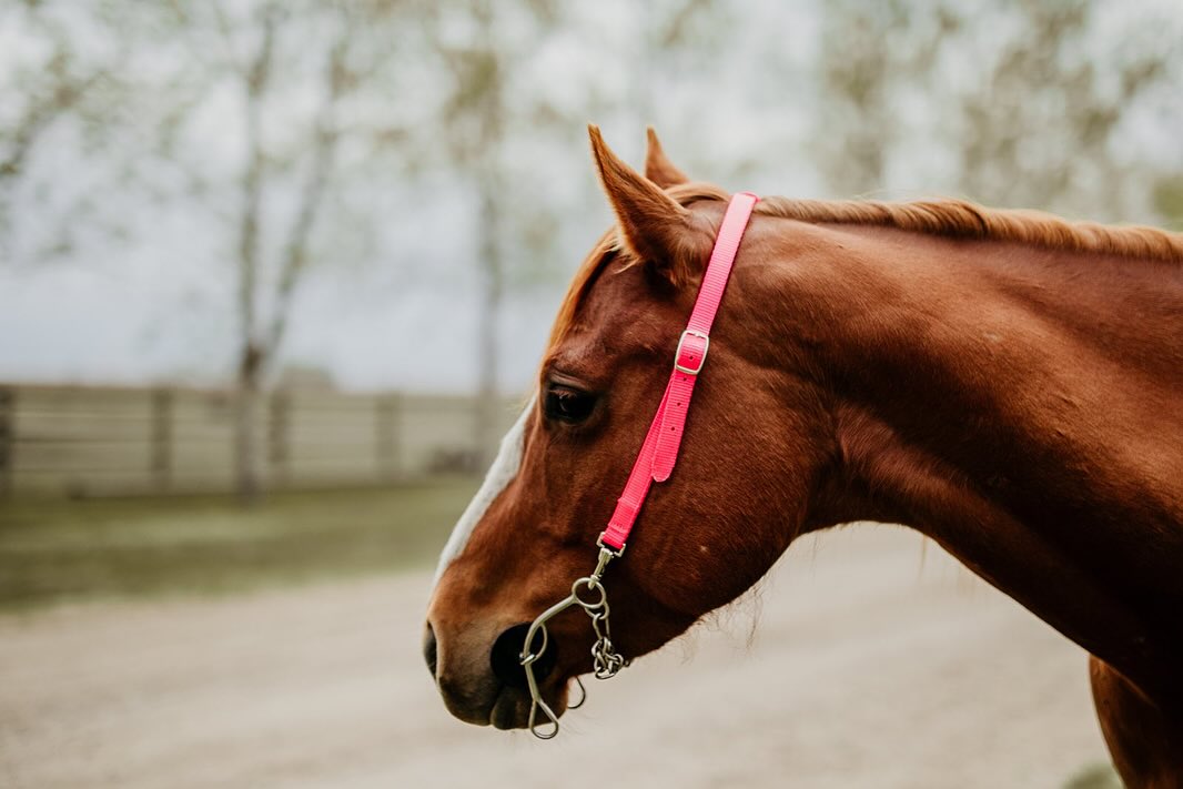 Pink Alliance Equine quick change headstall on a horse at a barrel race