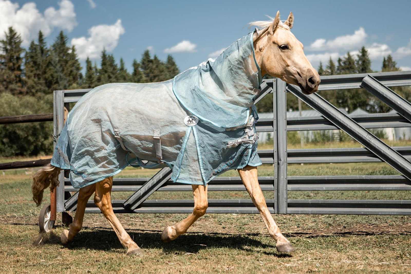 Buzz Off Fly Sheet – Alliance Equine
