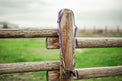 Lavender quick change headstall.
