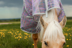 Buzz Off Fly Sheet - NOW  Available in Cool Pink or Pastel Plaid